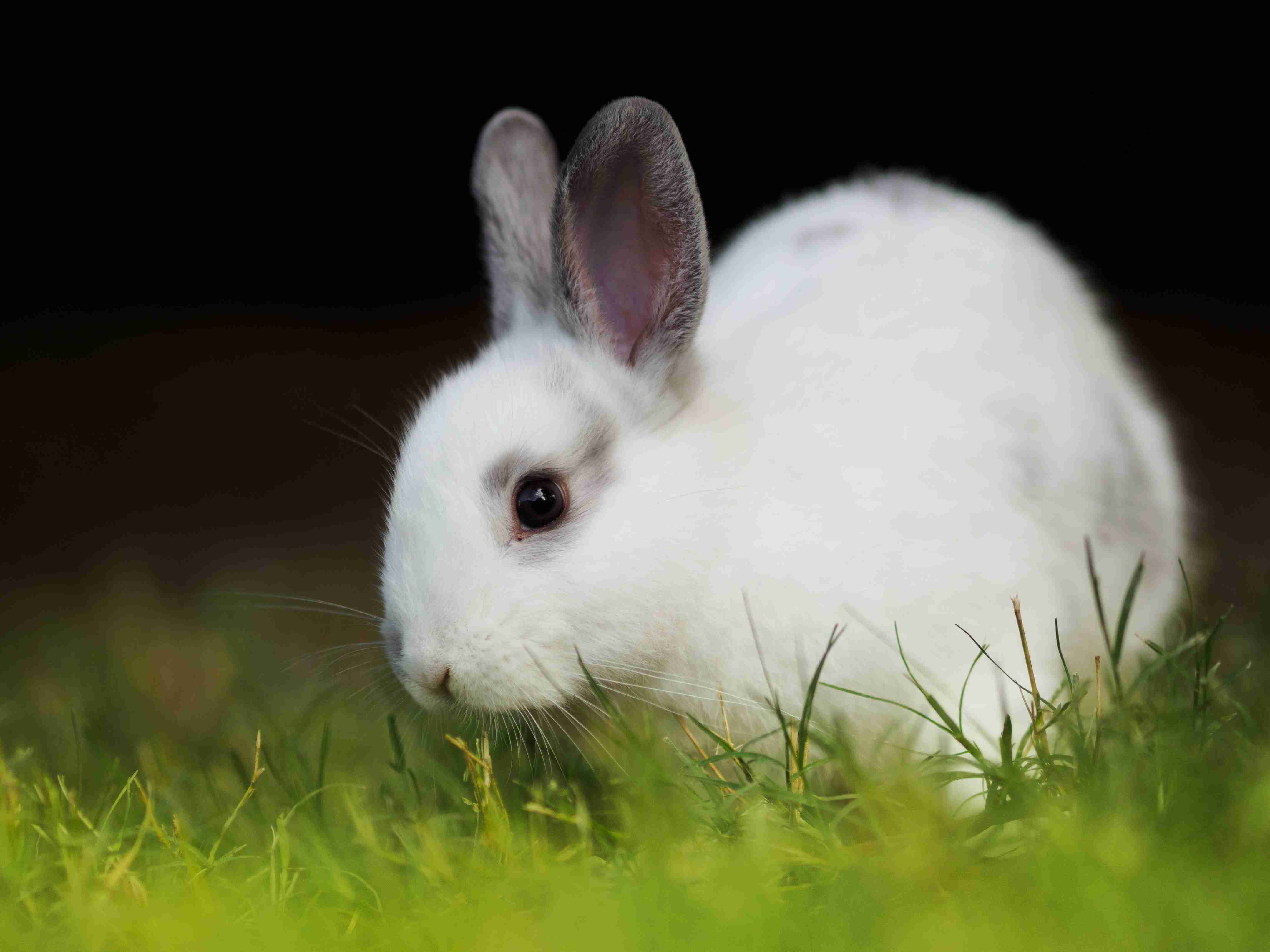 Rabbit Exercise 101: Tips to Ensure Your Bunny Is Getting Enough Physical Activity